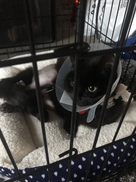 Have just dropped cat off at specialist animal hospital