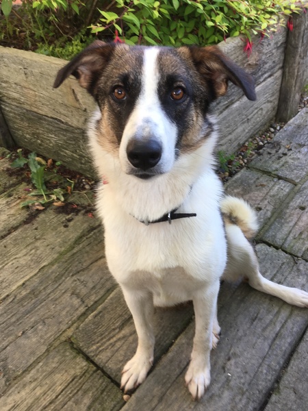 Show me your puppies!