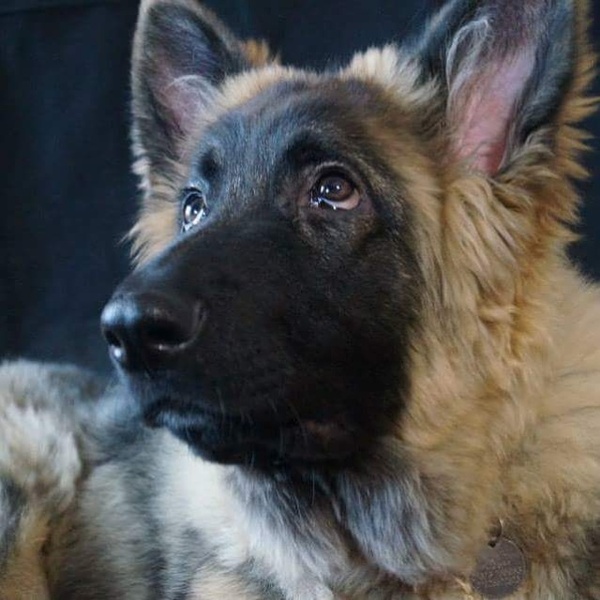 What are your favourite breeds of dog ?