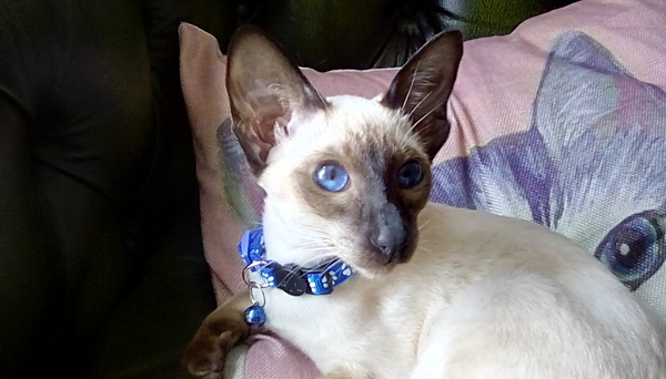 Does my cat look like Prince?