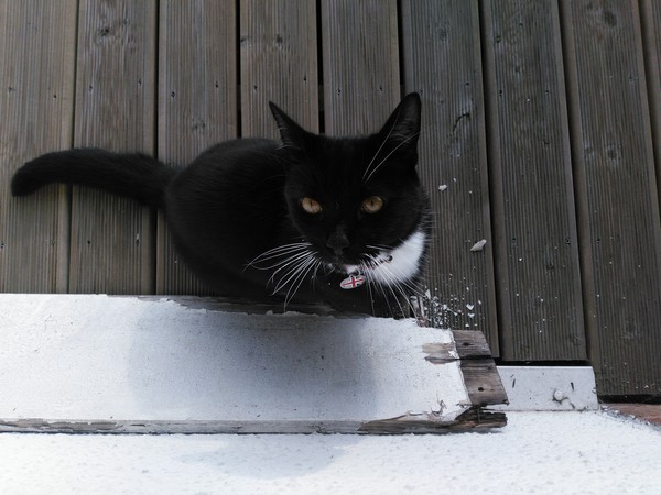 Westminstenders: The Tory Party Spectacular