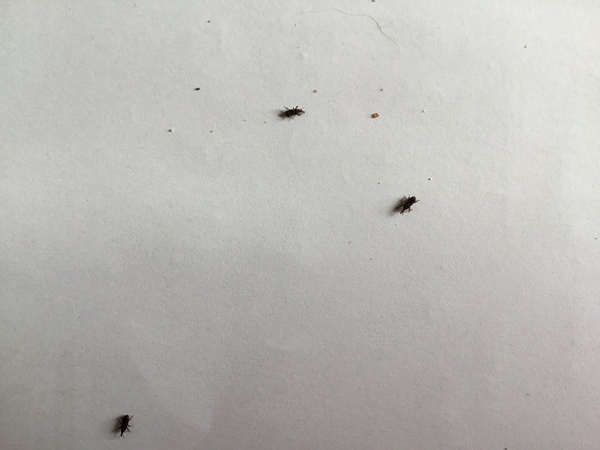 Any idea what this infestation might be?