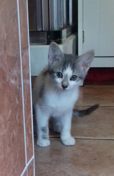 Meet Haribo