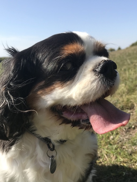 What are your favourite breeds of dog ?