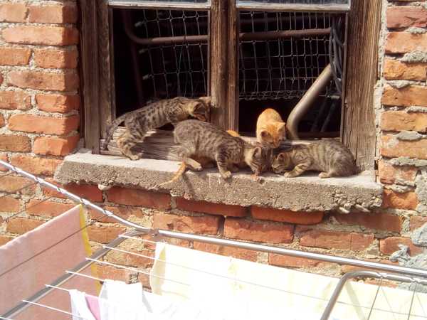 Westminstenders: The House Is On Fire