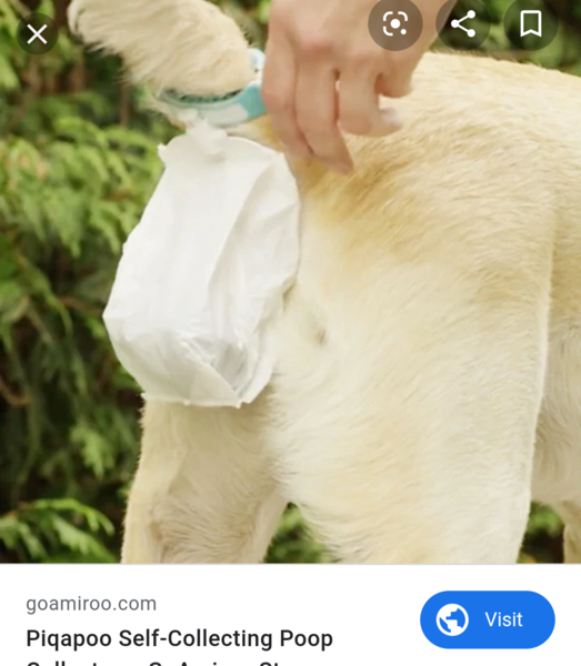 To think that expecting someone to wipe the pavement with wet wipes after you dog has done a poo is weird?