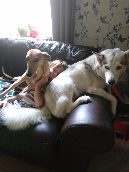 Best dog breed with young children