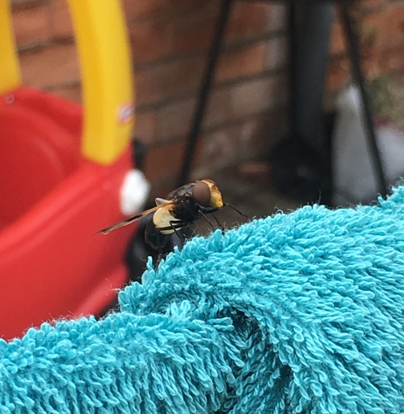 What the hell is this flying creature?