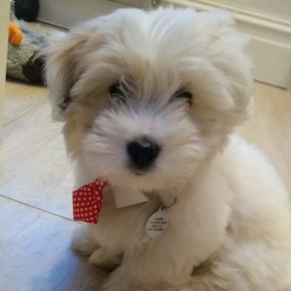 What are your favourite breeds of dog ?