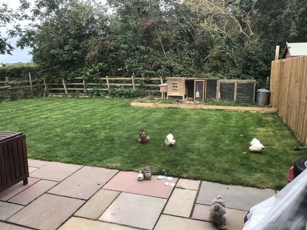 AIBU to think I could keep chickens in a normal house in an suburban area?