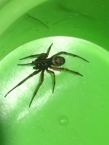 What spider