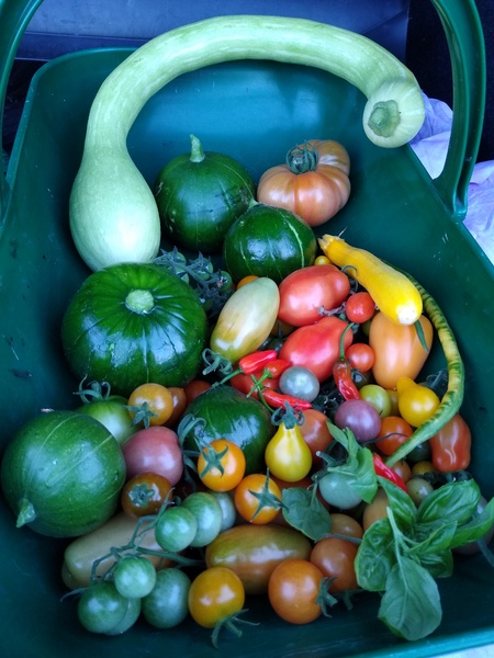 Allotment/Veg Patch Thread 14 ! growing into summer