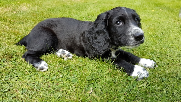 9wk puppy - pooing 3-4 times per night.