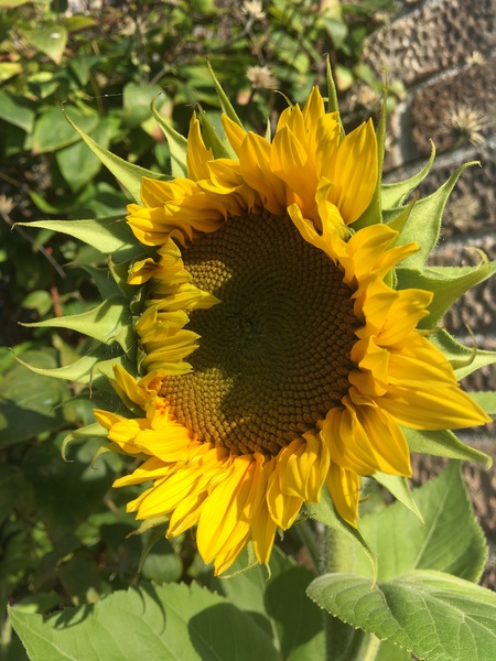 Any Witches Here? Part 9.