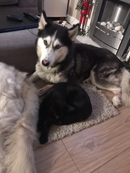 Anyone on here got a husky ?