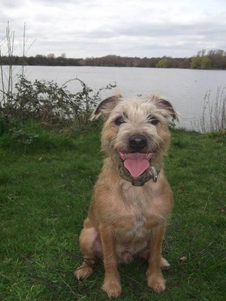 Mumsnet users share how their dog helped them and their family
