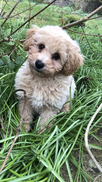 Show me your puppies!