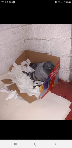 I have a pigeon???