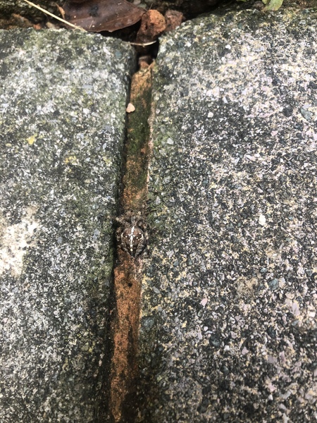 *arachnophobe warning* Identify this spider please?
