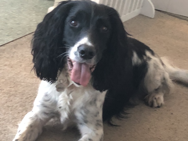 What are your favourite breeds of dog ?