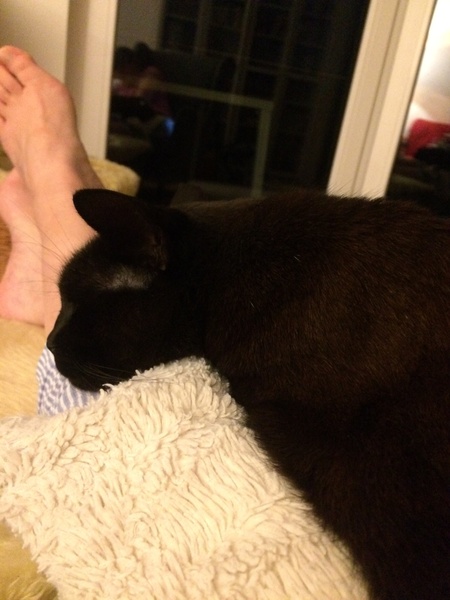 Help! My cat thinks she's a blanket