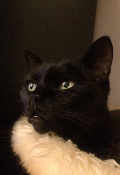 What's your DCat up to today? (Thread 7!)