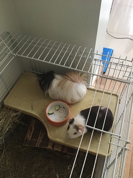 Westminstenders: Supreme Democracy