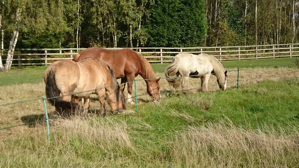 WWYD horses companion after pts