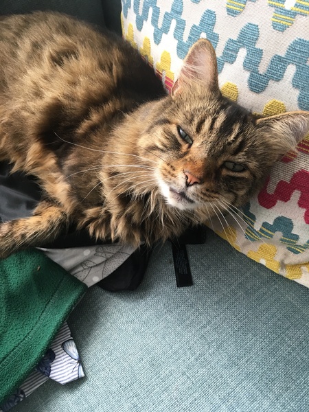 Can I get another cat?