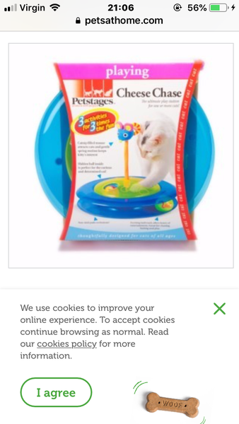 What toys do your kittens love the most?