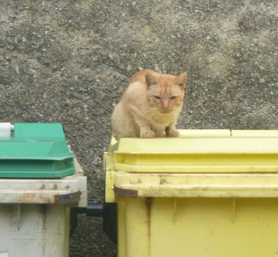 Westminstenders: Silly Season