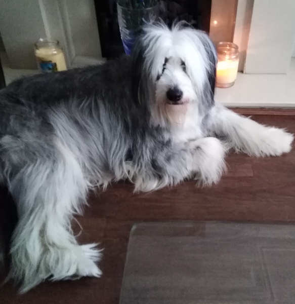 What are your favourite breeds of dog ?