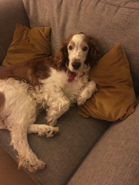 What are your favourite breeds of dog ?