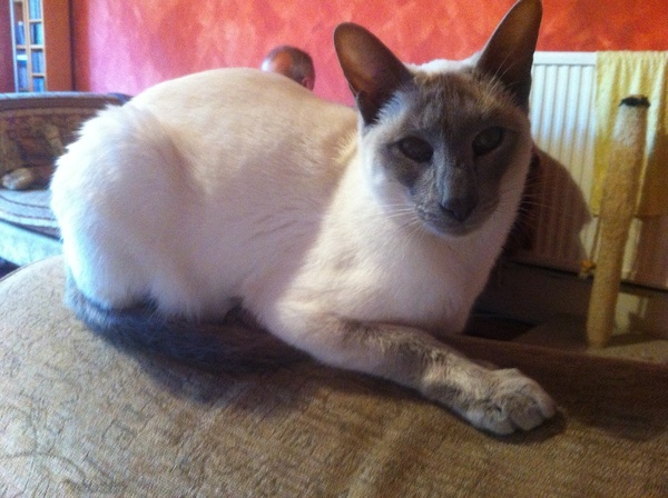 Westminstenders: "He's in trouble". No he's not.