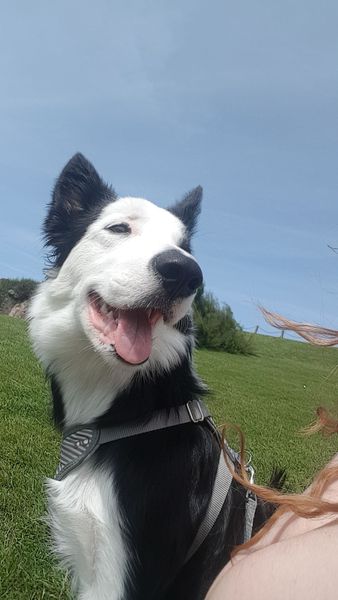 What are your favourite breeds of dog ?