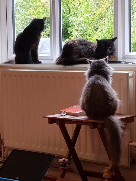 What's your DCat up to today? (Thread 7!)