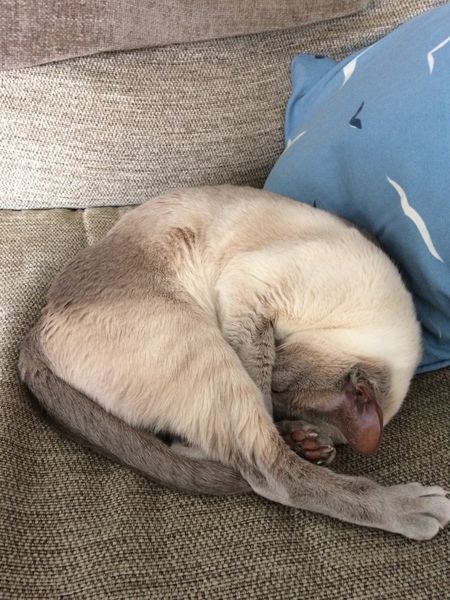 Westminstenders: The Tory Party Spectacular