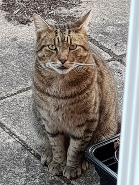 Next door's -thug- cat