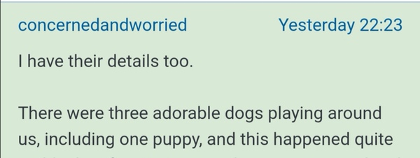 Random dog urinated all over my shoes. What do I do?