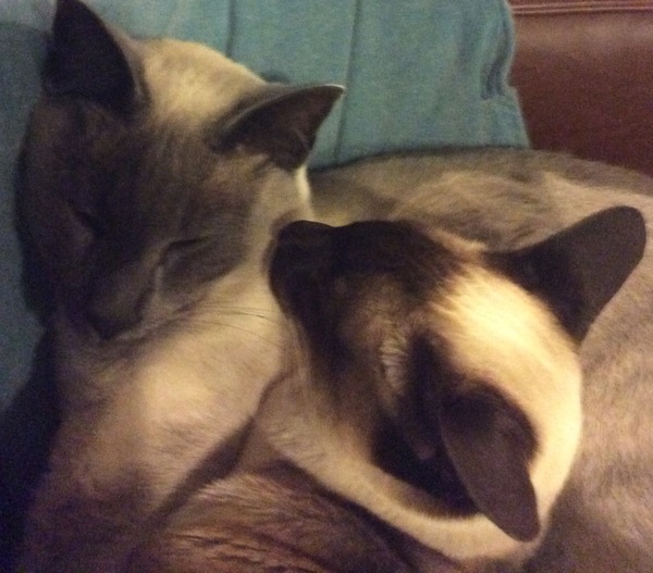 Westministenders: Conference Cult