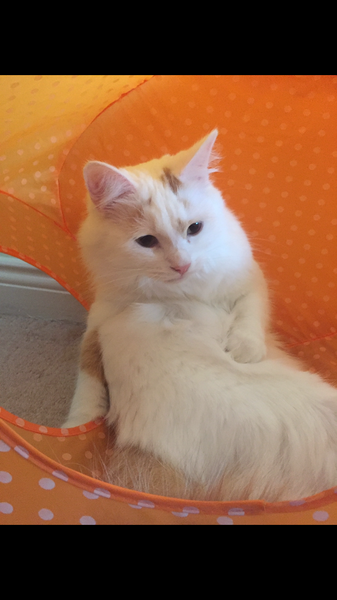 Does my cat look like Prince?