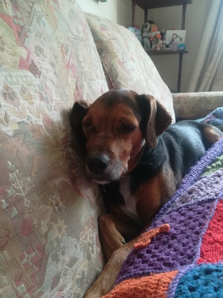 Mumsnet users share how their dog helped them and their family