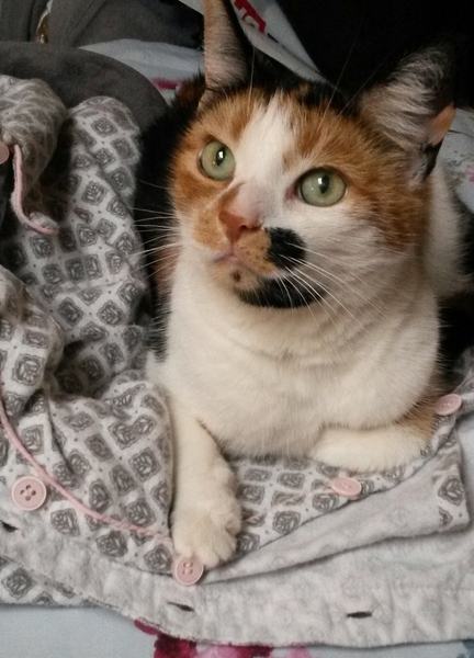 Pilling the cat: 100 easy steps