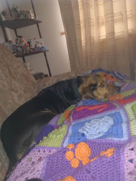 Bumbledog is terminally ill...