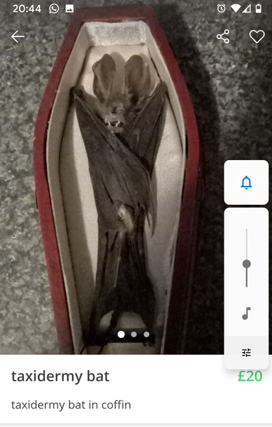To start another shit for sale on Facebook thread?