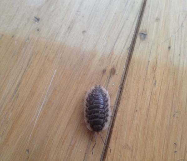 As woodlice are detritivores.....