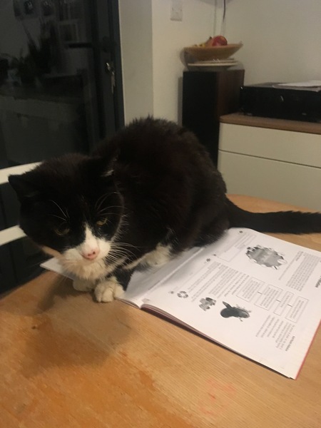 My foster cat is the cleverest