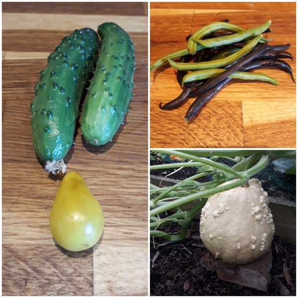 Allotment/Veg Patch Thread 14 ! growing into summer