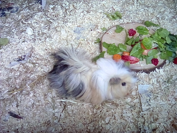 Hebe...Lilias...Laurel. HELP