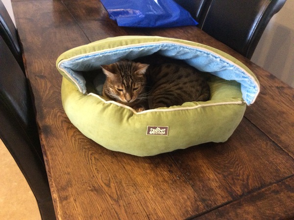 Show me your cat beds
